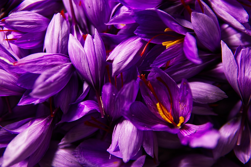 шафрана